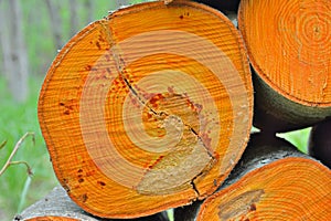 Pile of alder logs 5