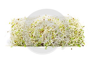 Alfalfa sprouts