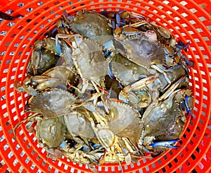 A pile of alive blue crabs