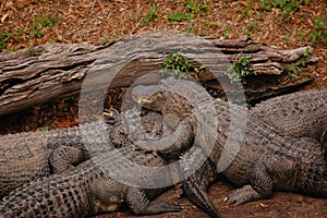 A Pile of Alligator Buddies