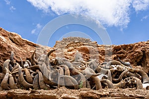 Pile of animal skulls near small old Tibetan monastery at the holy Lake Manasarovar, Tibet