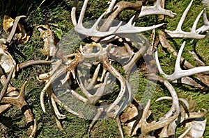 Pile of antlers