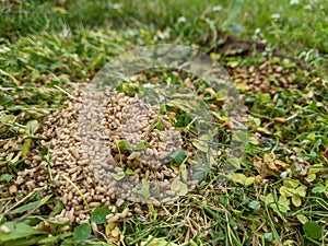 A pile of Ants eggs pupae on the garden lawn photo