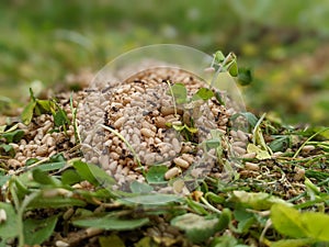 A pile of Ants eggs pupae lying in the grass in the garden