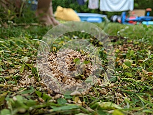 A pile of Ants eggs pupae lying in the grass next to someones feet