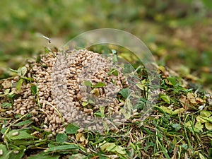 A pile of Ants eggs pupae sitting on the grass