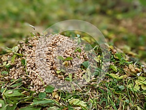 A pile of Ants eggs pupae sitting on the grass photo