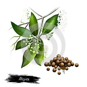 Pile of aromatic allspice isolated on white background. Jamaica pepper, pepper, myrtle pepper, pimenta, Turkish