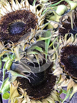 Harvested sunflowers drying in a metal basket on a wooden table