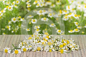 Pile assembled chamomile flowers on table on blooming chamomile background