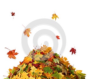 Pile of autumn colored leaves isolated on white background.