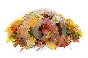 Pile of autumn colored leaves isolated on white background.A heap of different maple dry leaf .