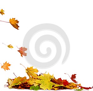 Pile of autumn colored leaves isolated on white background.