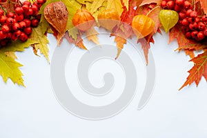 Pile of autumn colored leaves isolated on white background.A heap of different maple dry leaf .Red and colorful foliage colors in