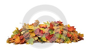 Pile of autumn colored leaves isolated on white background.A heap of different maple dry leaf .Red and colorful foliage colors in