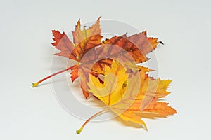 Pile of autumn colored leaves isolated on white background. Yellow Red and colorful foliage colors in the fall season