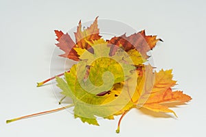 Pile of autumn colored leaves isolated on white background. Yellow Red and colorful foliage colors in the fall season