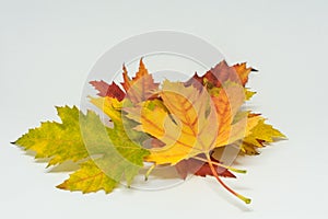 Pile of autumn colored leaves isolated on white background. Yellow Red and colorful foliage colors in the fall season