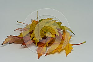 Pile of autumn colored leaves isolated on white background. Yellow Red and colorful foliage colors in the fall season