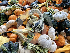 Pile of Autumn Gourds