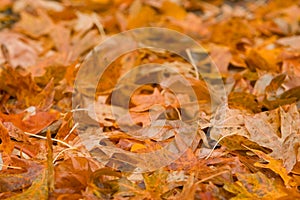 Pile of Autumn Leaves