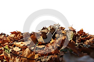 A pile of autumn leaves isolated. Autumn leaf background.