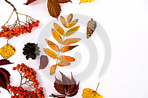 Pile of autumn leaves, pine cones nuts over white background. collection beautiful colorful leaves border from autumn