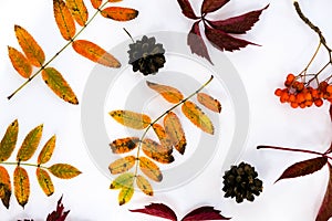 Pile of autumn leaves, pine cones nuts over white background. collection beautiful colorful leaves border from autumn