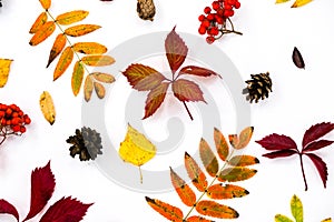 Pile of autumn leaves, pine cones nuts over white background. collection beautiful colorful leaves border from autumn