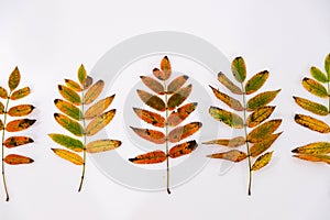 Pile of autumn leaves, pine cones nuts over white background. collection beautiful colorful leaves border from autumn