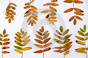 Pile of autumn leaves, pine cones nuts over white background. collection beautiful colorful leaves border from autumn