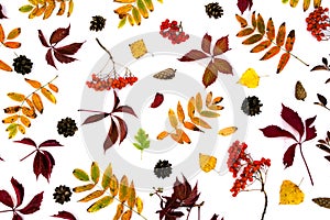 Pile of autumn leaves, pine cones nuts over white background. collection beautiful colorful leaves border from autumn