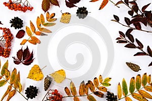 Pile of autumn leaves, pine cones nuts over white background. collection beautiful colorful leaves border from autumn