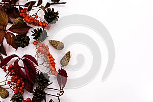 Pile of autumn leaves, pine cones nuts over white background. collection beautiful colorful leaves border from autumn