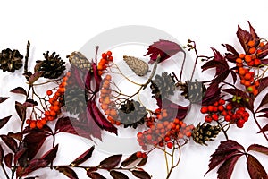 Pile of autumn leaves, pine cones nuts over white background. collection beautiful colorful leaves border from autumn