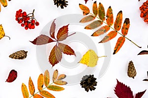Pile of autumn leaves, pine cones nuts over white background. collection beautiful colorful leaves border from autumn