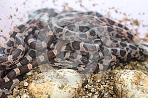 Pile of baby corn snakes recently hatched