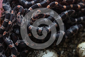 Pile of baby corn snakes recently hatched