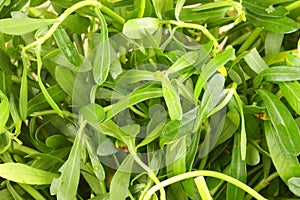 Pile of Bacopa monnieri ,Bitter Leaf, Waterhyssop, Brahmi, Thyme-leafed gratiola,