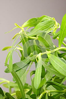 Pile of Bacopa monnieri ,Bitter Leaf, Waterhyssop, Brahmi, Thyme-leafed gratiola,