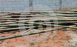 pile of bamboo on the ground in the yard photo