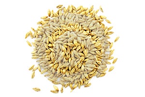 Pile of barley seeds isolated on white, top view. Barley seeds isolated on white background, top view. Grains of barley