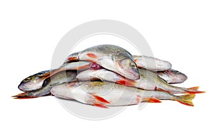 Pile of bass fish isolated on white