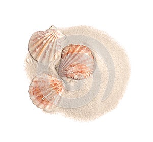 Pile of beach sand with sea shells on white, top view