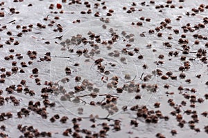 Pile of beechnuts lying on ice of frozen lake in winter