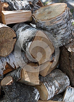 A pile of big birch logs