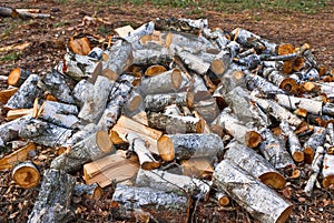 Pile of birch firewood