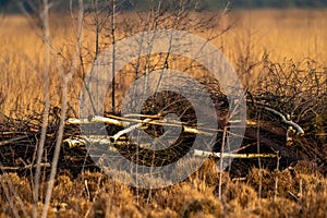 A pile of birch tree branches in the fall, lying in the golden reeds. multicolored leaves in the park. National park