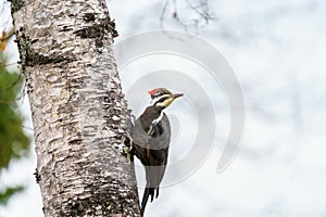 a pile of bird feathers perched on a birch tree trunk