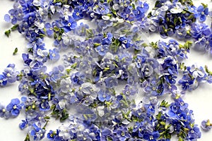 Pile of Blue Germander speedwell also known as Veronica chamaedrys photo